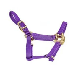 Deluxe Mini Halter -Equestrian Gear Shop 1823 Jacks Mini.Halter Purple Side