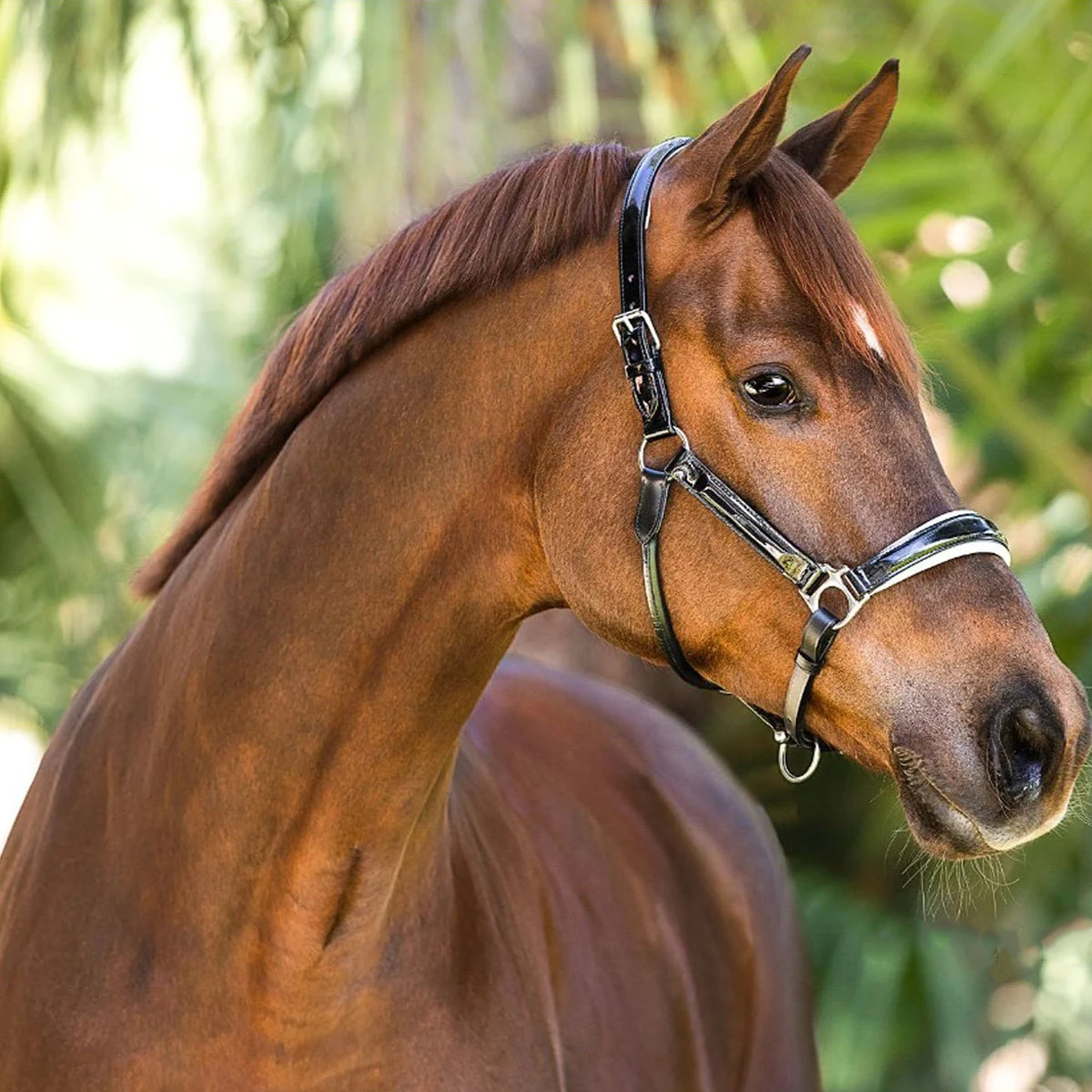 Halter Ego Calisa Black Patent Leather Halter With White Padding 3 Halter Ego Calisa Black Patent Leather Halter With White Padding