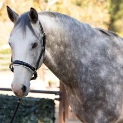 Equestrian Gear Shop -Equestrian Gear Shop Halter.Ego Calisa.Black .Patent.Leather.Halter.W.Padding. White 2