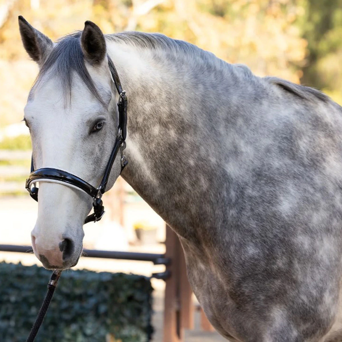Halter Ego Calisa Black Patent Leather Halter With White Padding 4 Halter Ego Calisa Black Patent Leather Halter With White Padding - Image 2