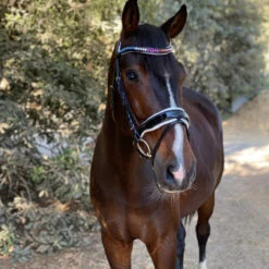 Equestrian Gear Shop -Equestrian Gear Shop Halter.Ego Calisa.Patent.Snaffle.Bridle.W.Padding White 2