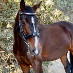 Halter Ego Celebrity Double Bridle