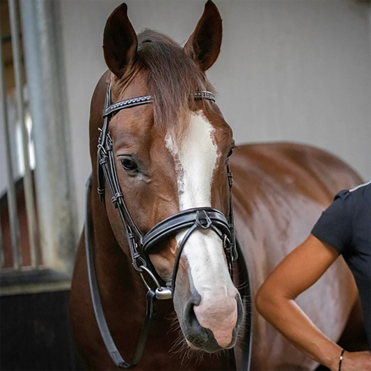 Penelope Daily Bridle 5 Penelope Daily Bridle - Image 3