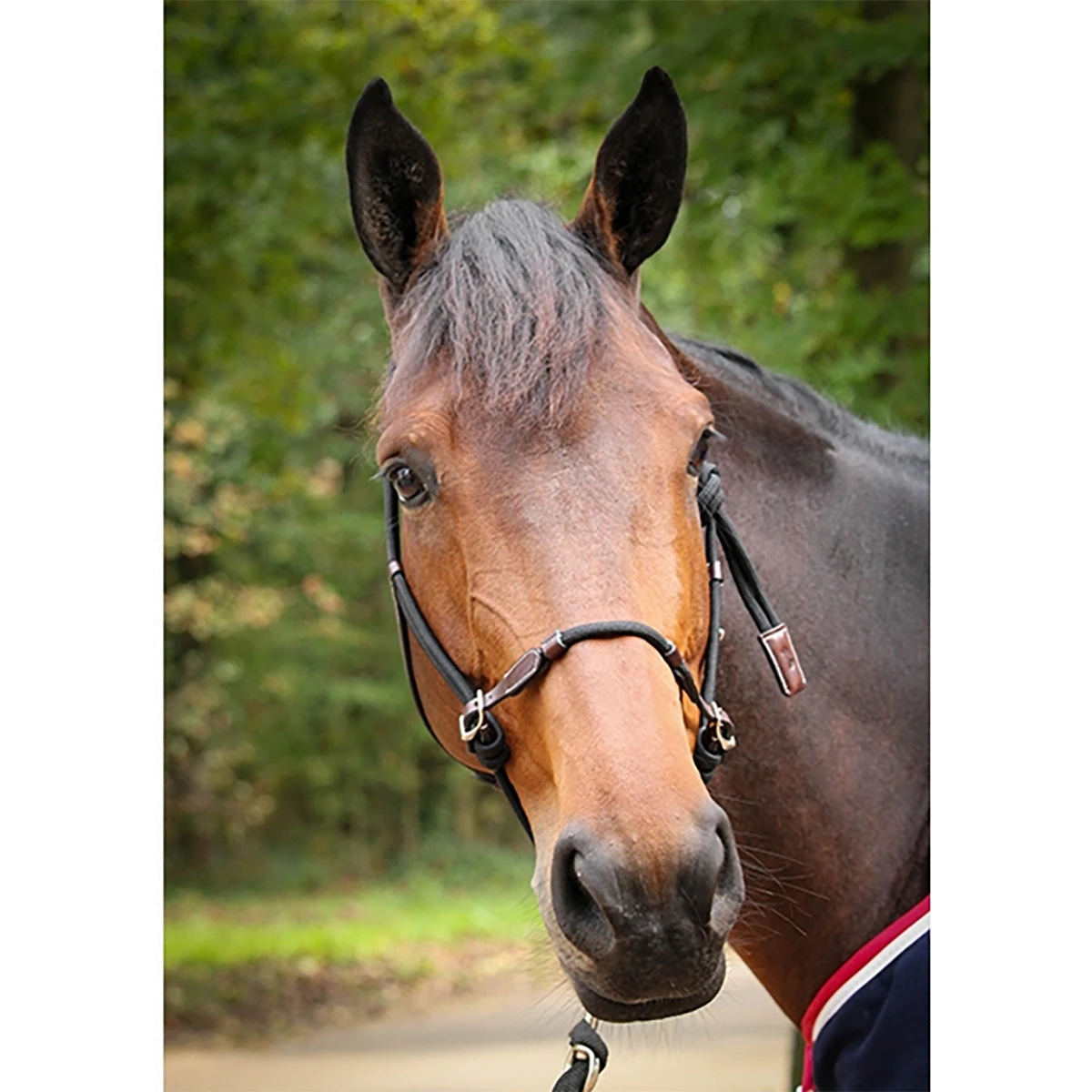 Penelope Ethological Halter 3 Penelope Ethological Halter