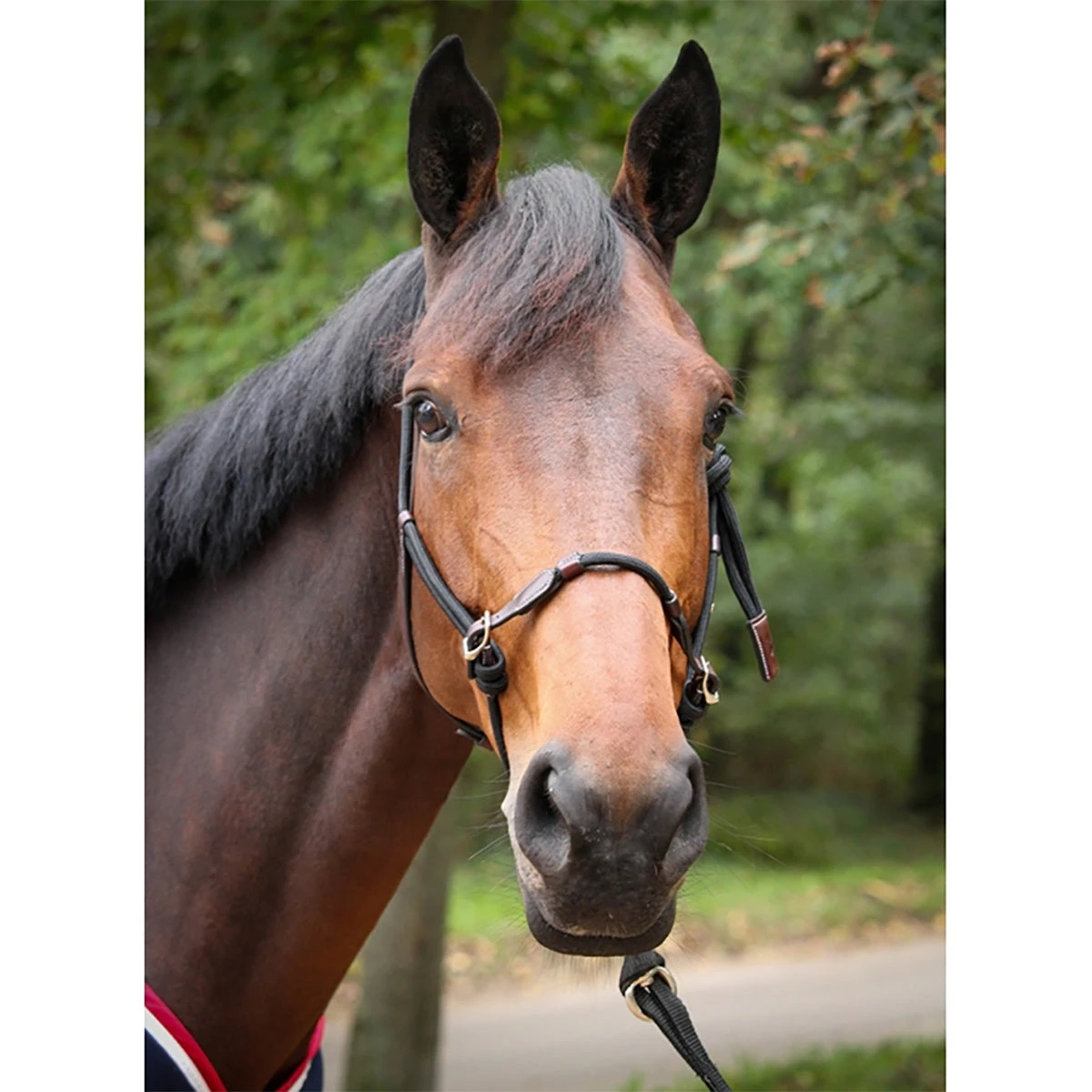 Penelope Ethological Halter 4 Penelope Ethological Halter - Image 2