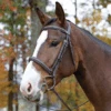 Avignon Ocala Bridle -Equestrian Gear Shop Shires 50001 1