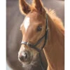 Blenheim Leather Foal Slip -Equestrian Gear Shop Shires Blenheim.Leather.Foal .Slip Havana