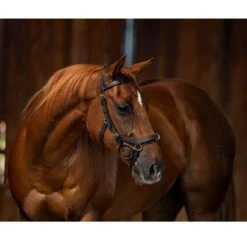 Horseware Rambo Micklem Multibridle -Equestrian Gear Shop bridle3 a10bdfc3 d052 4e34 8683 c10830a38526