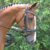 Black Oak By KL Select Magnolia Dressage Bridle -Equestrian Gear Shop bridle 14254.1584458498.1280.1280