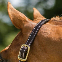 Walsh British Halter -Equestrian Gear Shop halter10