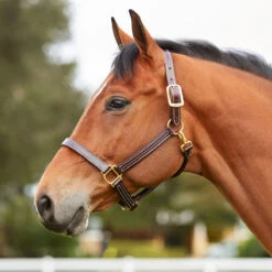 Walsh British Halter -Equestrian Gear Shop halter2 66295697 bec2 4526 afc4 9d12955db5e8