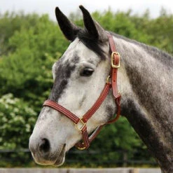 Walsh British Halter -Equestrian Gear Shop halter3