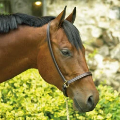 Perri's Grooming Halter -Equestrian Gear Shop halter3 61231.1588150038.1280.1280