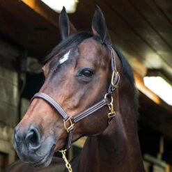 Walsh British Halter -Equestrian Gear Shop halter4