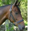 Black Oak By KL Select Sycamore Halter -Equestrian Gear Shop halter 23657.1590623812.1280.1280