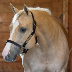 Perri's 1" Leather Turnout Halter -Equestrian Gear Shop havana2 59923.1588010940.1280.1280